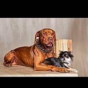 Kichta participe au concours pour gagner de l'argent avec cette photo : dog, brown_dog, small_dog, black_and_white, pets, animal, canine, lying_down, collar, indoor, portrait, pair, companions, fur, looking_at_camera, two_dogs, cute, domestic_animal, pet_portrait, neutral_background