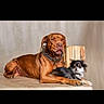 dog, brown_dog, small_dog, black_and_white, pets, animal, canine, lying_down, collar, indoor, portrait, pair, companions, fur, looking_at_camera, two_dogs, cute, domestic_animal, pet_portrait, neutral_background