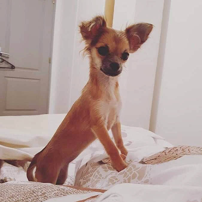 Pookie a rejoint le concours — aidez-le/la à gagner de superbes lots ! ancient_dog_breeds, canidae, carnivore, chihuahua, companion_dog, dog, dog_breed, ear, english_toy_terrier, fawn, mammal, puppy, russkiy_toy, snout, toy_dog, vertebrate