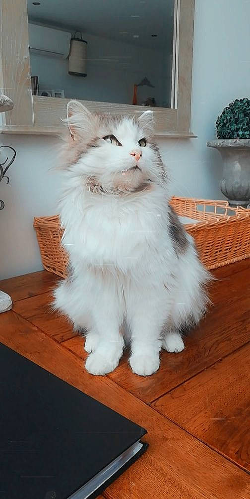 Plume a rejoint le concours — aidez-le/la à gagner de superbes lots ! american_curl, asian_semi_longhair, british_longhair, british_semi_longhair, carnivore, cat, cymric, domestic_long_haired_cat, felidae, kitten, mammal, norwegian_forest_cat, persian, ragamuffin, ragdoll, small_to_medium_sized_cats, turkish_angora, turkish_van, vertebrate, whiskers