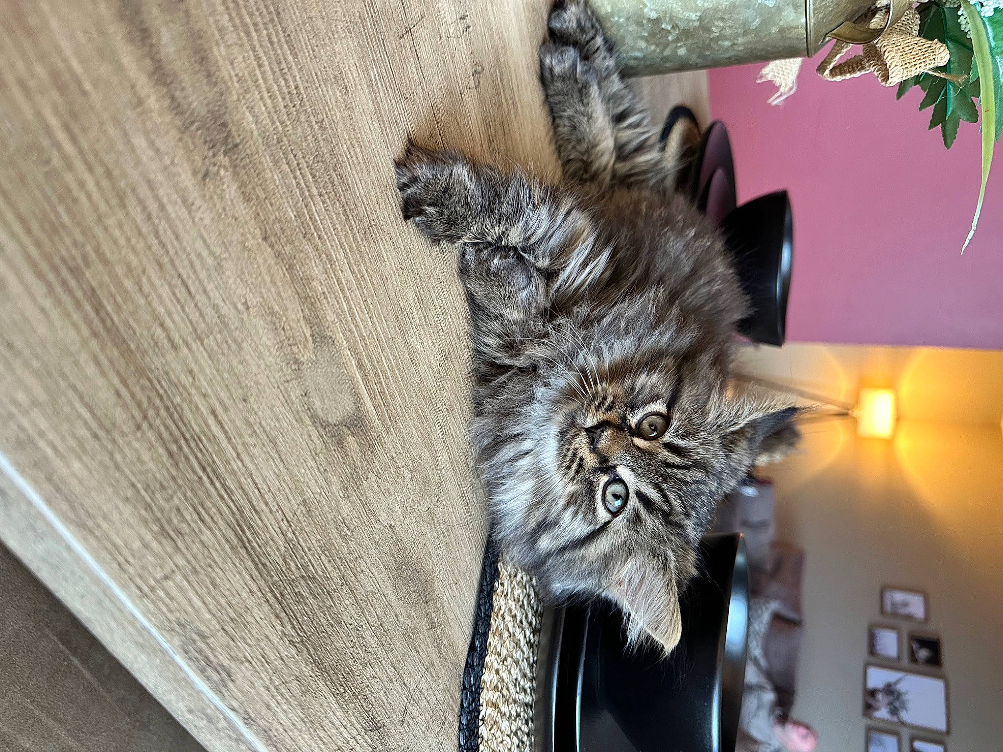 Lloyd is registered to the contest to win money with this photo: art, carnivore, cat, claw, domestic_short_haired_cat, felidae, fur, grey, hardwood, picture_frame, plant, small_to_medium_sized_cats, tail, tree, whiskers, wood
