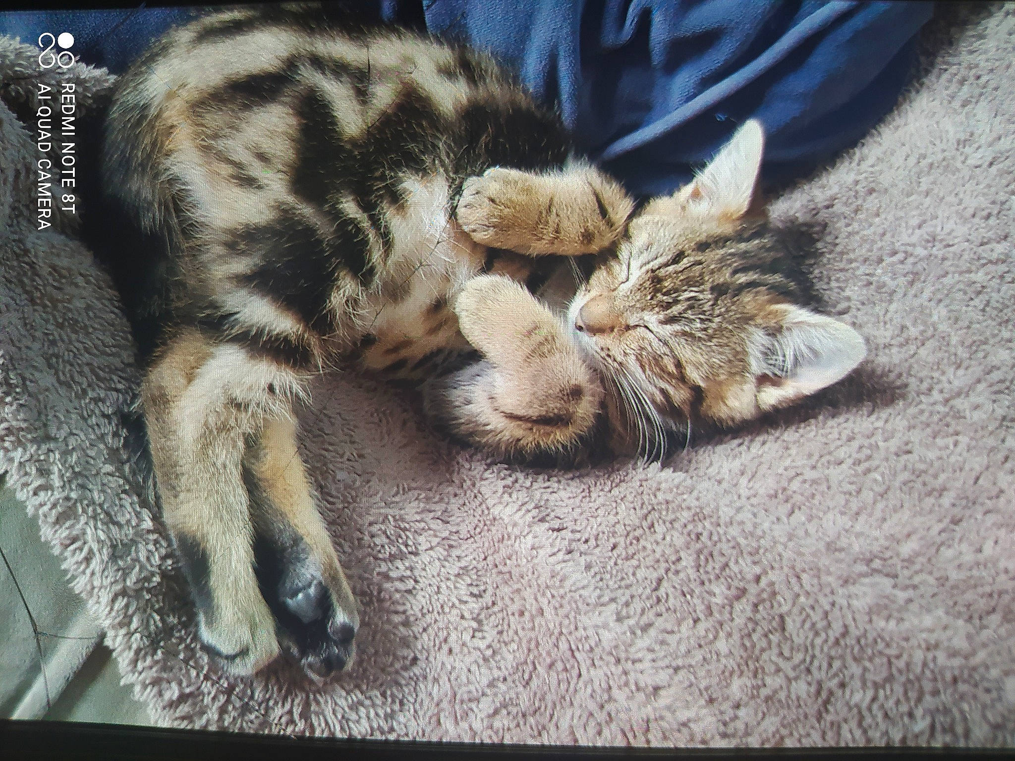 Rebelle a rejoint le concours — aidez-le/la à gagner de superbes lots ! carnivore, cat, claw, comfort, domestic_short_haired_cat, fawn, felidae, fur, grass, nap, paw, sleep, small_to_medium_sized_cats, snout, tail, terrestrial_animal, whiskers, wildlife