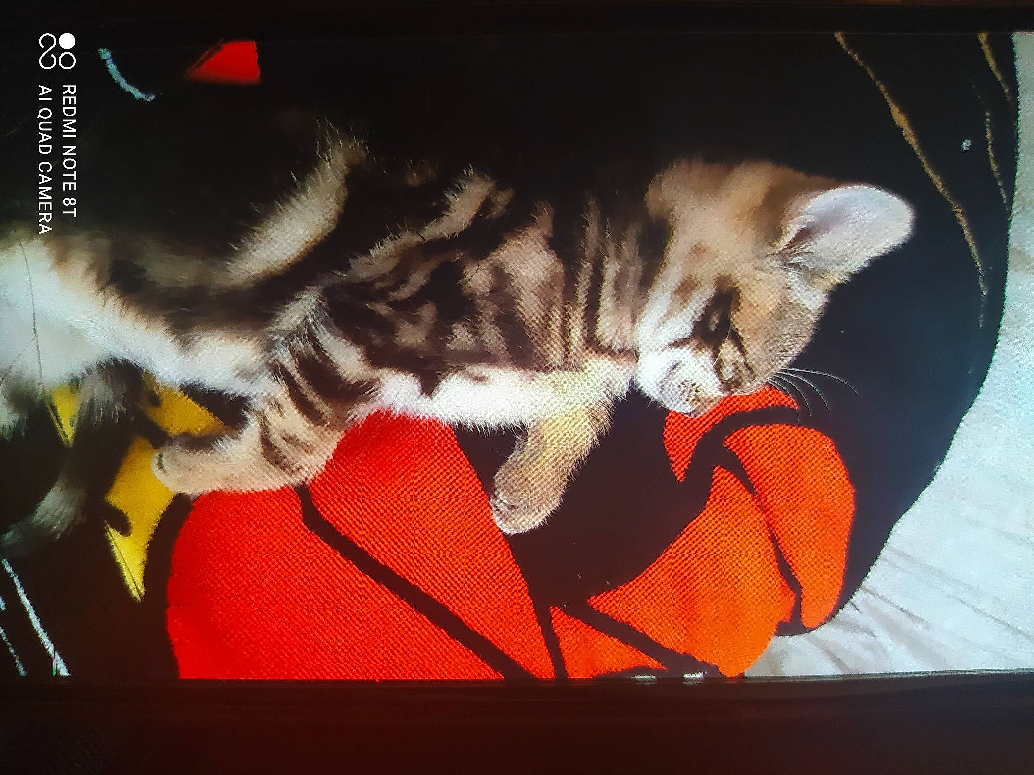 Rebelle participe au concours pour gagner de l'argent avec cette photo : carmine, carnivore, cat, comfort, display_device, domestic_short_haired_cat, felidae, font, fur, lap, paw, photo_caption, rectangle, room, small_to_medium_sized_cats, snout, tail, visual_arts, whiskers, window