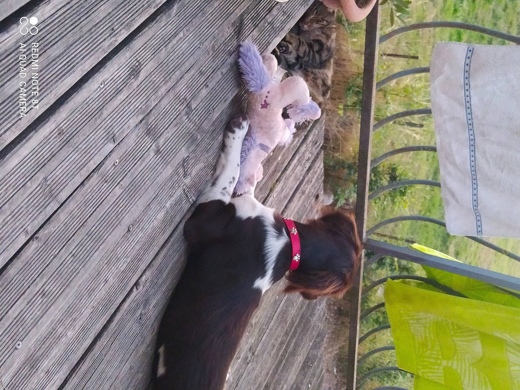 Stella participe au concours pour gagner de l'argent avec cette photo : animal_shelter, canidae, carnivore, collar, companion_dog, dog, dog_breed, dog_collar, dog_supply, fawn, fur, grass, hardwood, pet_supply, plant, snout, sporting_group, tail, tree, wood