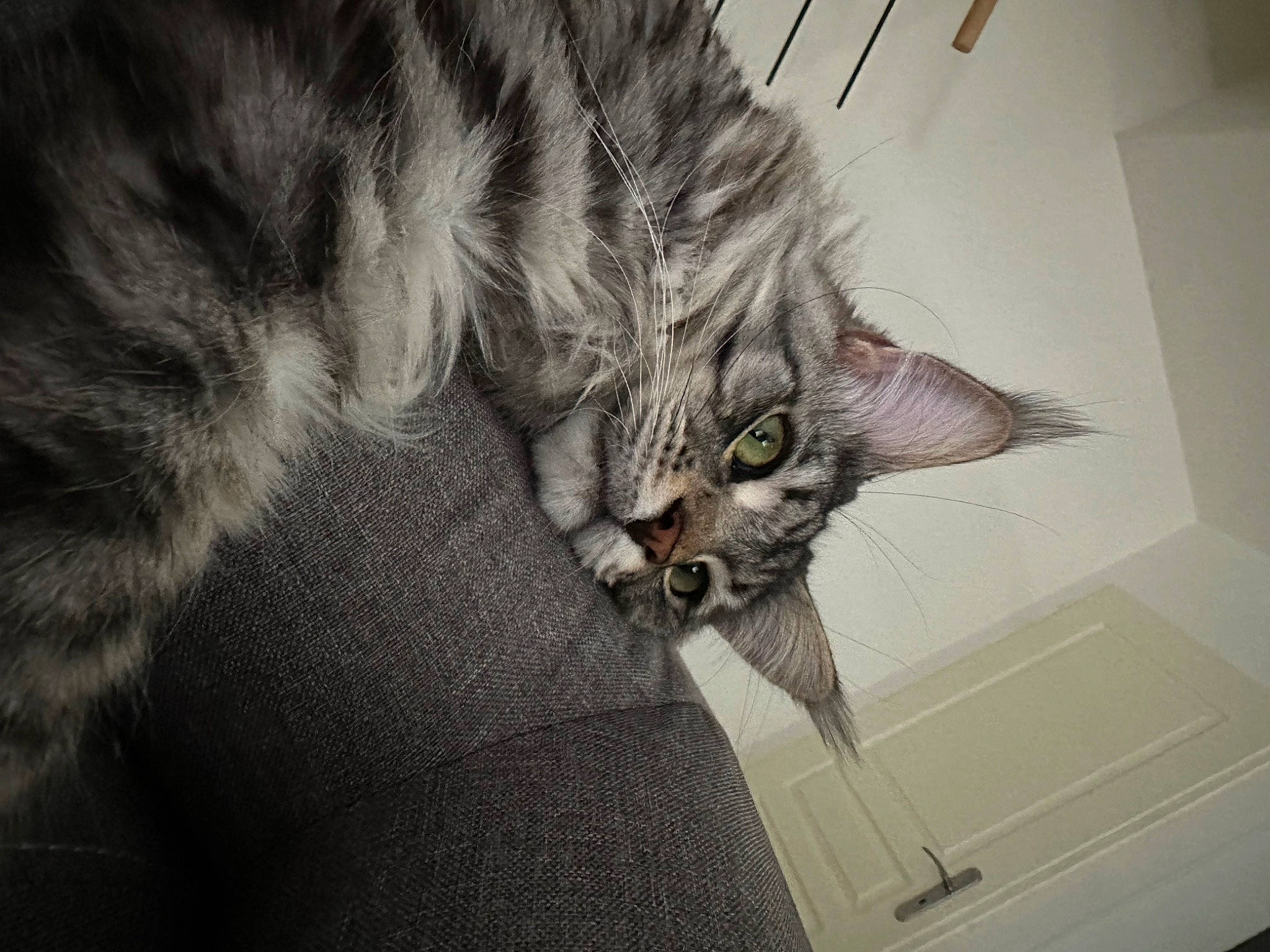 Swaily a rejoint le concours — aidez-le/la à gagner de superbes lots ! carnivore, cat, claw, comfort, domestic_short_haired_cat, felidae, fur, grey, maine_coon, paw, small_to_medium_sized_cats, snout, tail, whiskers