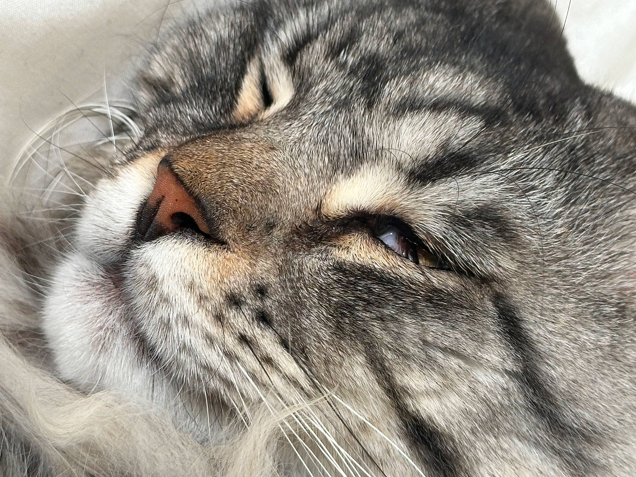 Swaily participe au concours pour gagner de l'argent avec cette photo : big_cats, carnivore, cat, close_up, domestic_short_haired_cat, eye, felidae, fur, grass, grey, head, nap, paw, siberian, sleep, small_to_medium_sized_cats, snout, terrestrial_animal, whiskers, wildlife