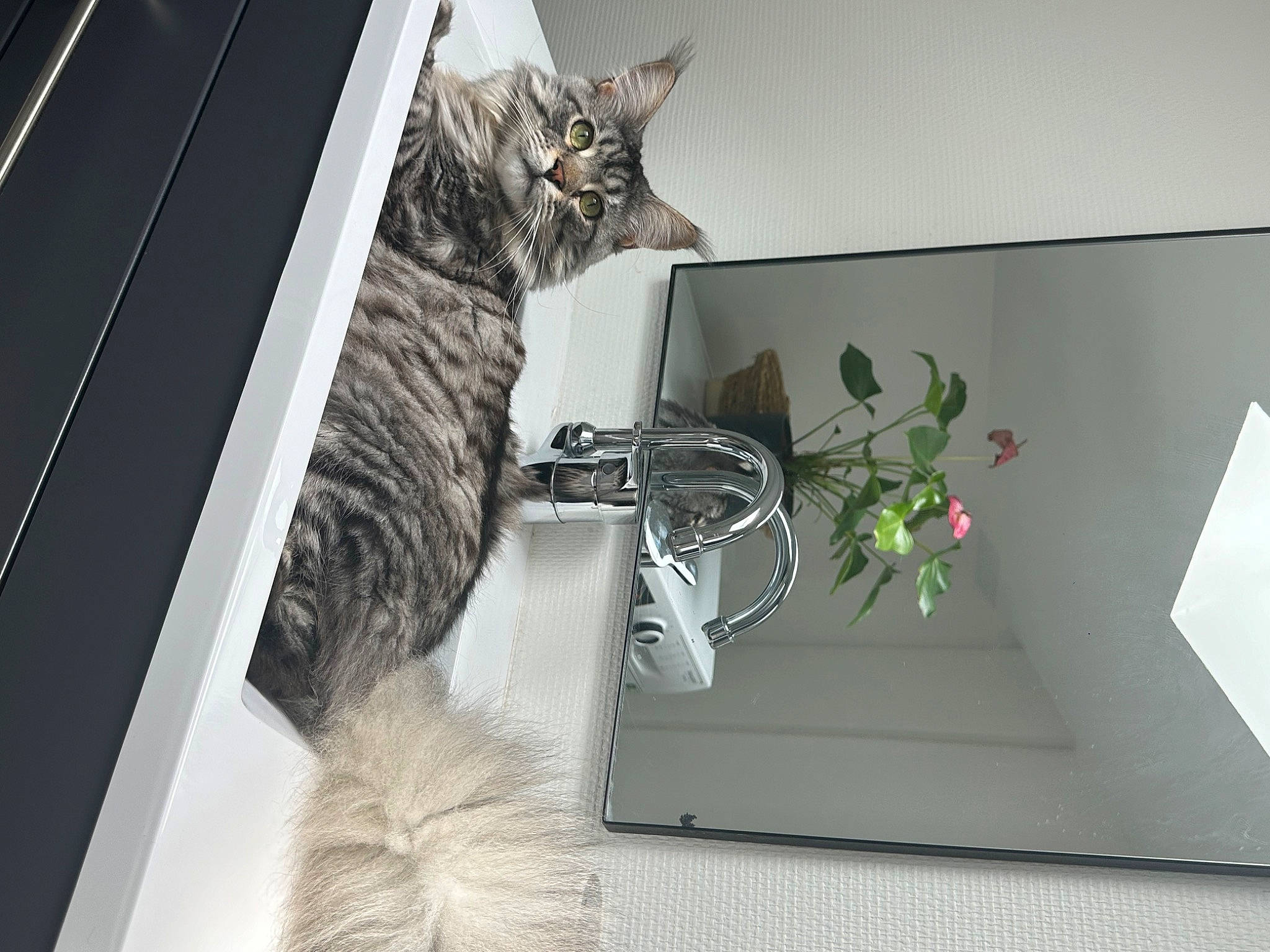 Swaily a rejoint le concours — aidez-le/la à gagner de superbes lots ! carnivore, cat, domestic_short_haired_cat, felidae, flowerpot, fur, grey, plant, rectangle, room, shelf, shelving, small_to_medium_sized_cats, tail, whiskers