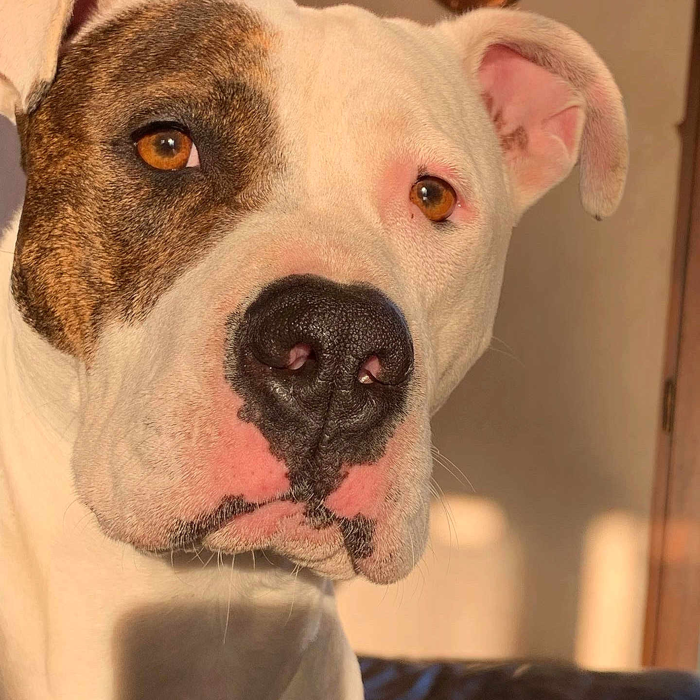 Kenya participe au concours pour gagner de l'argent avec cette photo : animal, boxer, bulldog, canine, dog, frenchbulldog, person, pet, photobombing, pitbull, puppy, snout, text, whitedog