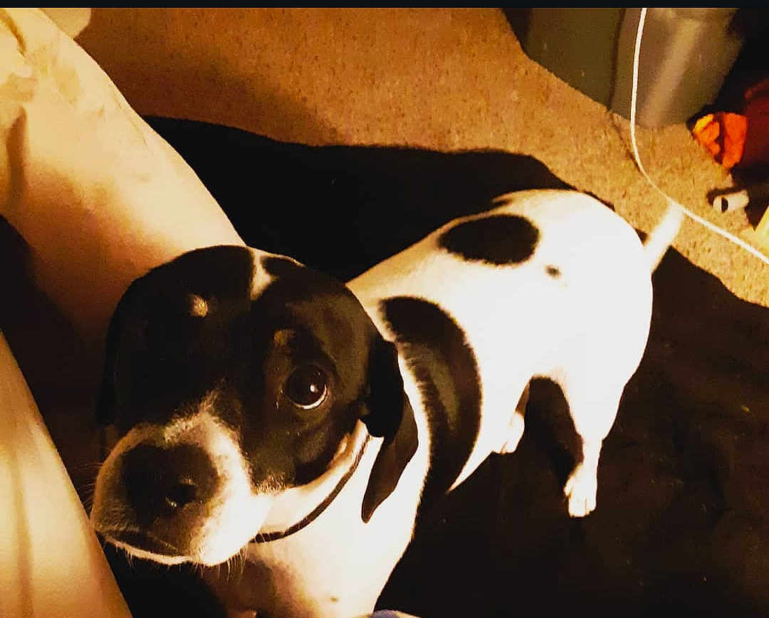 Chico is registered to the contest to win money with this photo: dog, black_and_white, pet, indoor, carpet, blanket, curious, looking_up, animal, companion, collar, cute, canine, domestic_animal, fur, ears, tail, mammal, friendly, household