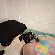 Chico joined the competition — help win amazing prizes! bed, bedding, black_and_white, blanket, cinder_block_wall, colorful_pillow, cozy, cushion, dog, dog_face, ear, fur, indoor, looking_up, nose, pet, pillow, side_eye, tie_dye, wall