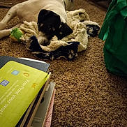 Chico joined the competition — help win amazing prizes! dog, blanket, carpet, toy, books, indoor, relaxed, black_and_white, lying_down, cozy, soft_texture, stack, floor, domestic, pet, home, resting, fur, canine, quiet