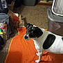 Chico is registered to the contest to win money with this photo: dog, black_and_white, orange_blanket, carpet, indoor, pet, curious, looking_up, household_items, cluttered_room, fan, storage_bin, cardboard_boxes, furniture, floor, domestic, animal, companion, canine, home