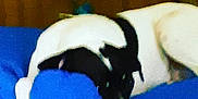 Chico is registered to the contest to win money with this photo: dog, black_and_white, resting, blue_pillow, blanket, zebra_pattern, indoor, pet, fur, canine, sleepy, paw, head, comfort, animal, couch, relaxation, domestic, household, bedroom
