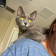 Sugar is registered to the contest to win money with this photo: cat, gray_cat, golden_eyes, pet, shoulder, person_partial, blue_shirt, indoor, ceiling_vent, leggings, space_theme, curious, feline, whiskers, fur, close_up, domestic_animal, young_cat, relaxed, home_interior