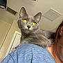 cat, gray_cat, golden_eyes, pet, shoulder, person_partial, blue_shirt, indoor, ceiling_vent, leggings, space_theme, curious, feline, whiskers, fur, close_up, domestic_animal, young_cat, relaxed, home_interior