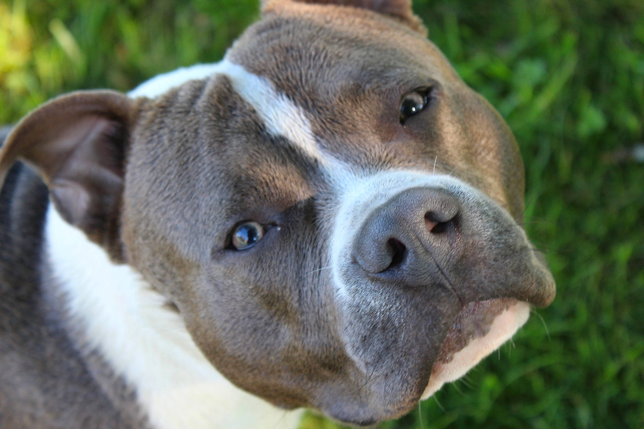 Phalco a rejoint le concours — aidez-le/la à gagner de superbes lots ! canidae, carnivore, close_up, collar, companion_dog, dog, dog_breed, eye, fawn, fur, grass, liver, plant, scar, snout, sporting_group, terrestrial_animal, whiskers, working_animal, working_dog