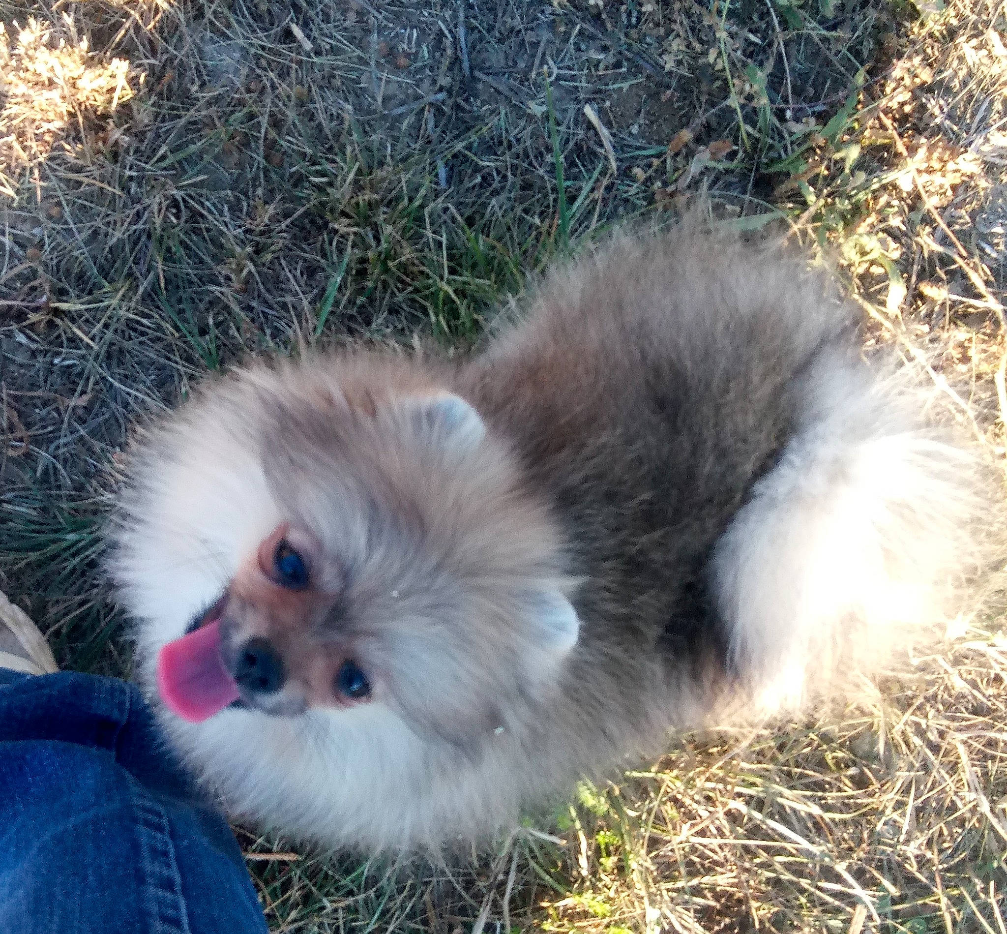 Roxie participe au concours pour gagner de l'argent avec cette photo : canidae, carnivore, companion_dog, dog, dog_breed, fur, german_spitz, german_spitz_klein, grass, mammal, non_sporting_group, nose, plant, pomeranian, puppy, snout, spitz, sporting_group, toy_dog, vertebrate