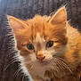 animal, cat, close_up, curious, cute, domestic_cat, ears, feline, fluffy, indoor, kitten, looking, orange_cat, pet, portrait, small, soft, whiskers, white_fur, young