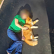 Octavious joined the competition — help win amazing prizes! barefoot, blue_jeans, casual, cat, child, daytime, fluffy_cat, grass, green_shirt, hugging, nature, orange_cat, outdoor, pet, playtime, relaxing, shadow, sunlight, trampoline, white_paws