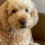 Eddy is registered to the contest to win money with this photo: dog, curly_fur, brown_couch, pet, indoor, closeup, fluffy, canine, animal, relaxed, seated, looking_at_camera, companion, cute, furry, domestic, portrait, friendly, mammal, house