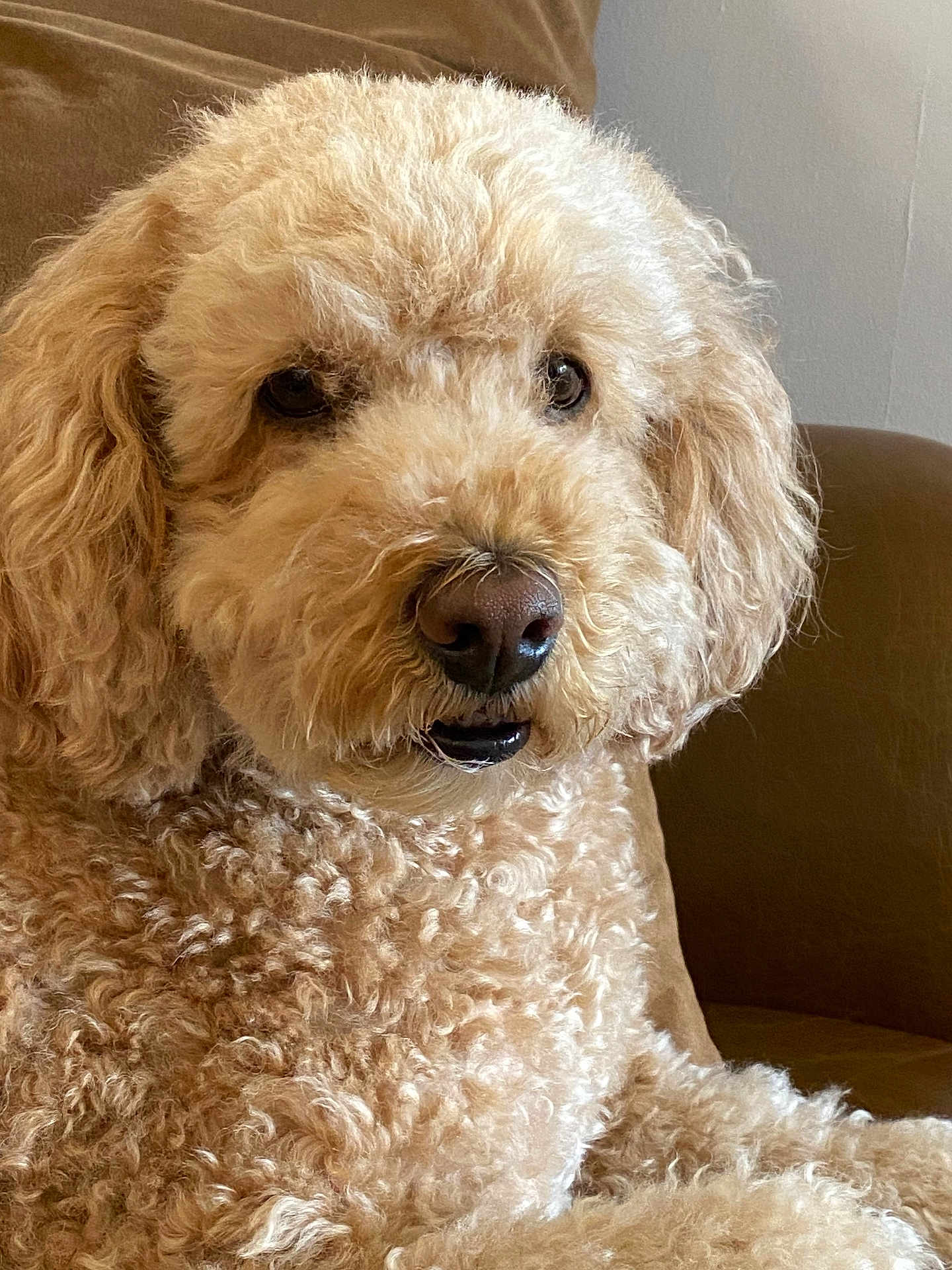 Eddy is registered to the contest to win money with this photo: dog, curly_fur, brown_couch, pet, indoor, closeup, fluffy, canine, animal, relaxed, seated, looking_at_camera, companion, cute, furry, domestic, portrait, friendly, mammal, house