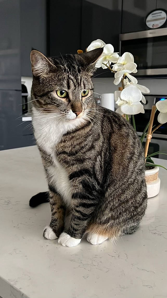 Eevee is registered to the contest to win money with this photo: carnivore, cat, domestic_short_haired_cat, door, eye, felidae, flower, flowerpot, fur, grey, houseplant, paw, plant, sitting, small_to_medium_sized_cats, snout, tail, terrestrial_animal, whiskers