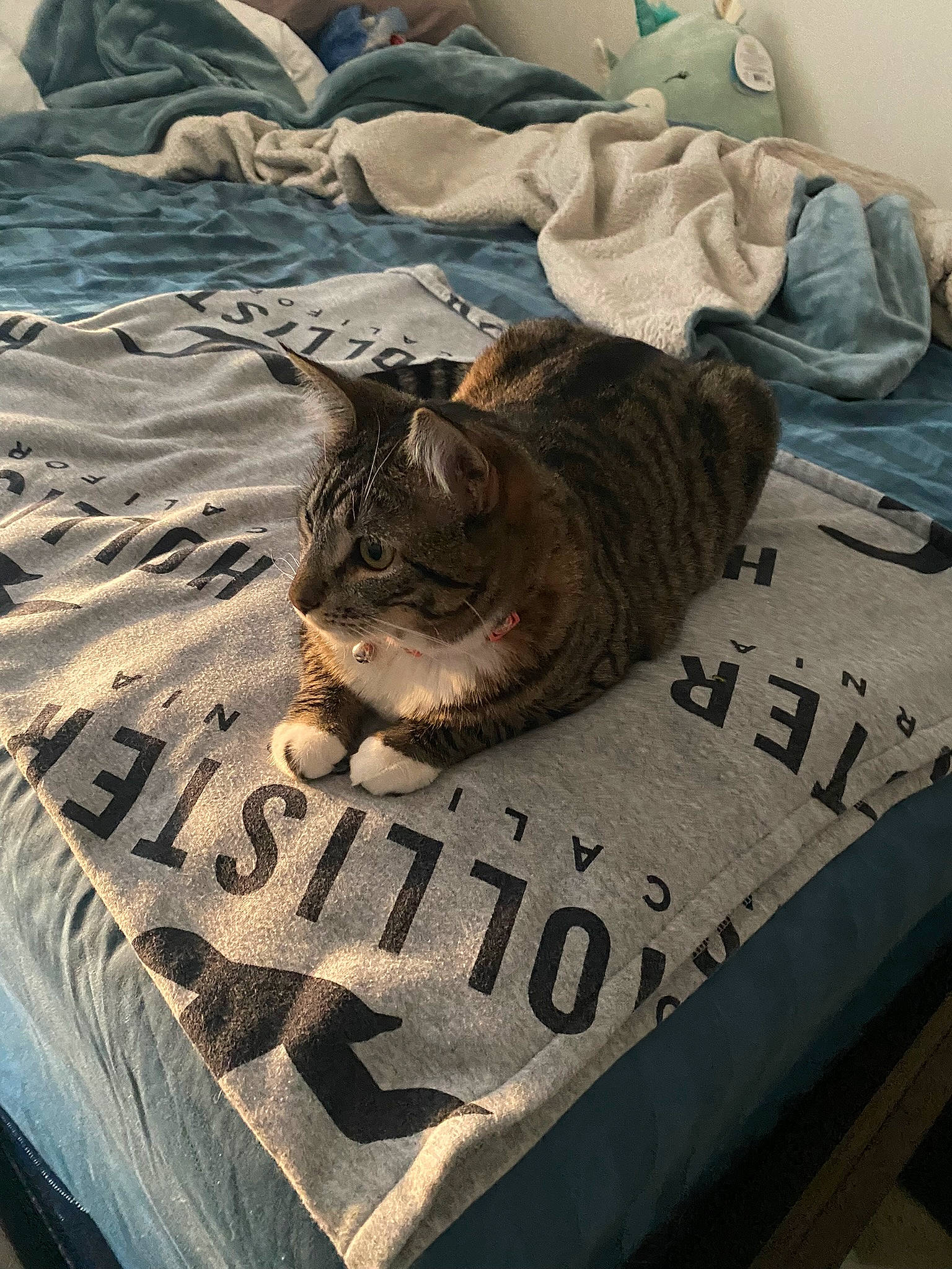 Eevee is registered to the contest to win money with this photo: bed, bed_sheet, bedding, bedroom, carnivore, cat, comfort, felidae, flooring, font, fur, grey, linens, mammal, room, small_to_medium_sized_cats, textile, vertebrate, whiskers, wood