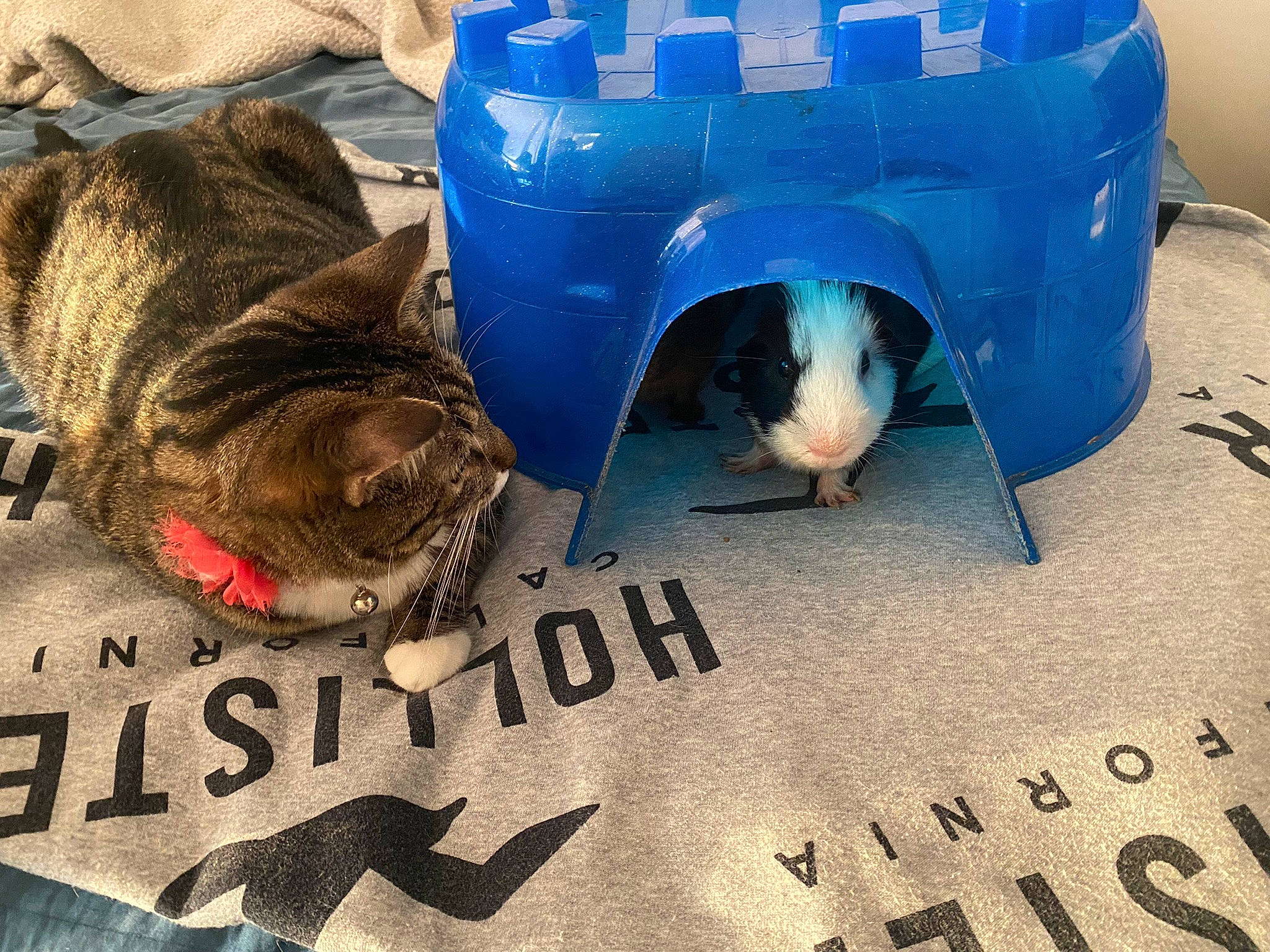 Eevee is registered to the contest to win money with this photo: automotive_tire, carnivore, cat, cat_supply, comfort, domestic_short_haired_cat, electric_blue, felidae, font, fur, gas, pet_supply, photo_caption, photograph, ruler, small_to_medium_sized_cats, snapshot, snout, tail, whiskers