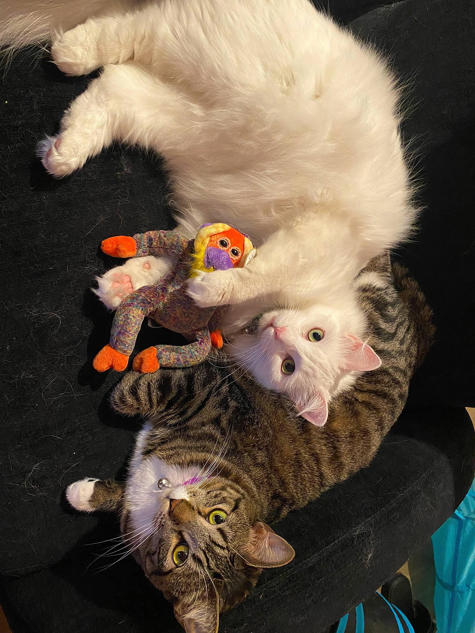 Eevee joined the competition — help win amazing prizes! canidae, carnivore, cat, cat_toy, claw, companion_dog, dog_breed, feather, felidae, fur, paw, small_to_medium_sized_cats, stuffed_toy, tail, toy, toy_dog, whiskers, white