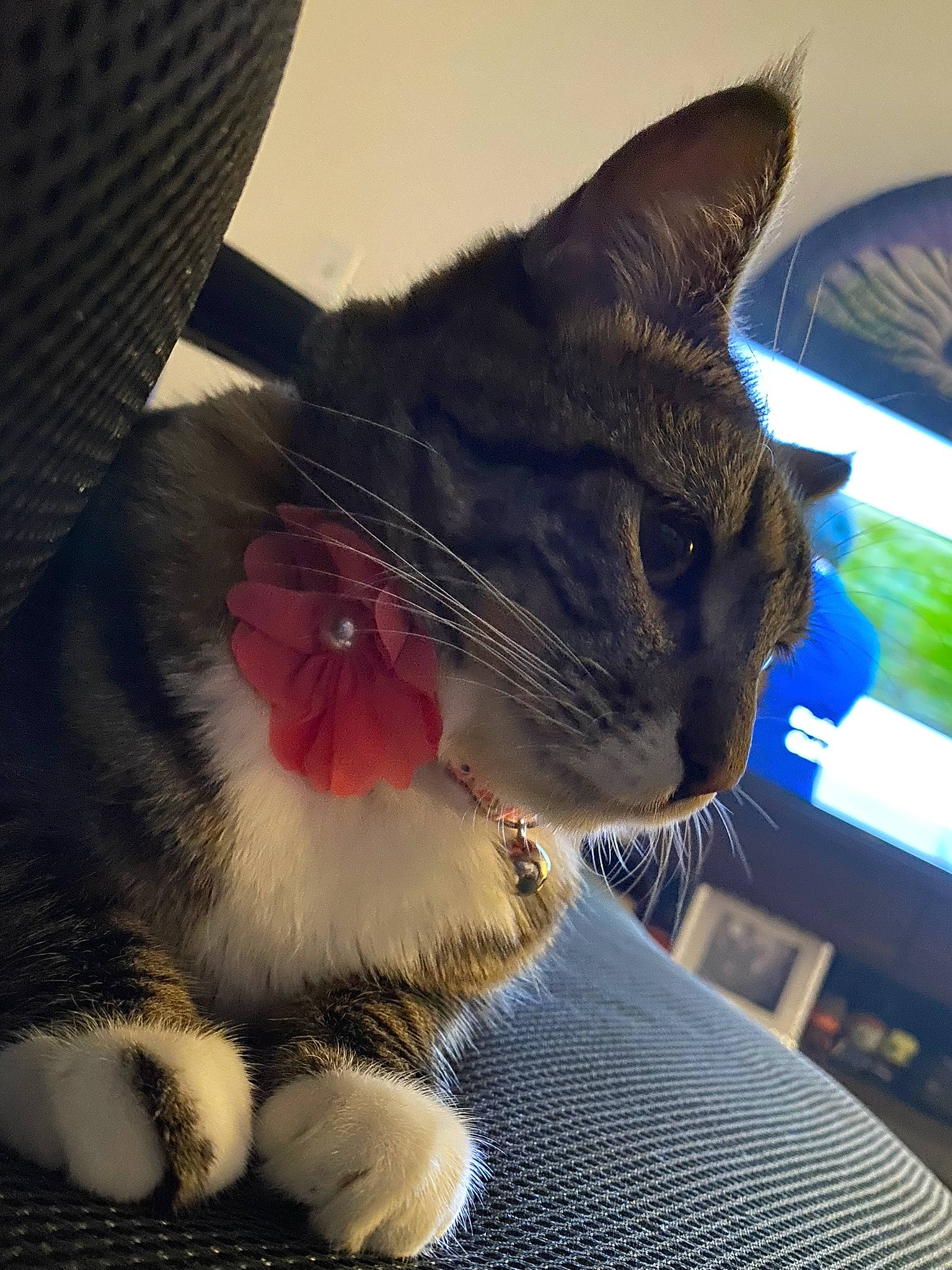 Eevee is registered to the contest to win money with this photo: black_cat, carmine, carnivore, cat, claw, comfort, domestic_short_haired_cat, felidae, foot, fur, human_leg, lap, leg, paw, plant, small_to_medium_sized_cats, snout, tail, whiskers, window