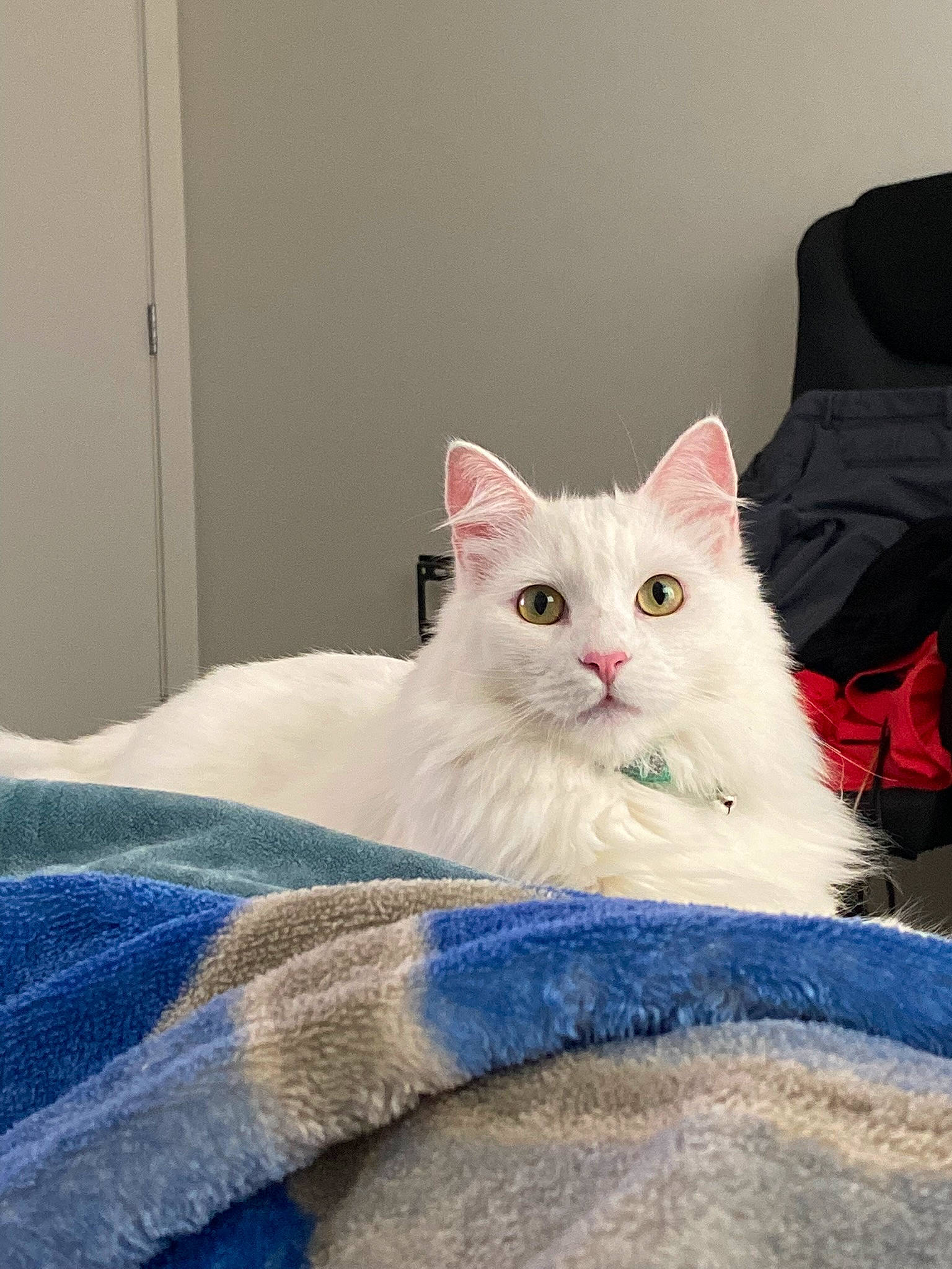 Sosa joined the competition — help win amazing prizes! bed, bed_sheet, bedding, carnivore, cat, comfort, domestic_short_haired_cat, felidae, fur, linens, paw, sitting, small_to_medium_sized_cats, whiskers