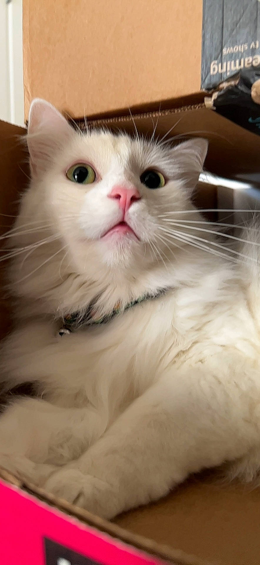 Sosa is registered to the contest to win money with this photo: british_longhair, carnivore, cat, claw, fawn, felidae, fur, paw, small_to_medium_sized_cats, snout, tail, terrestrial_animal, whiskers