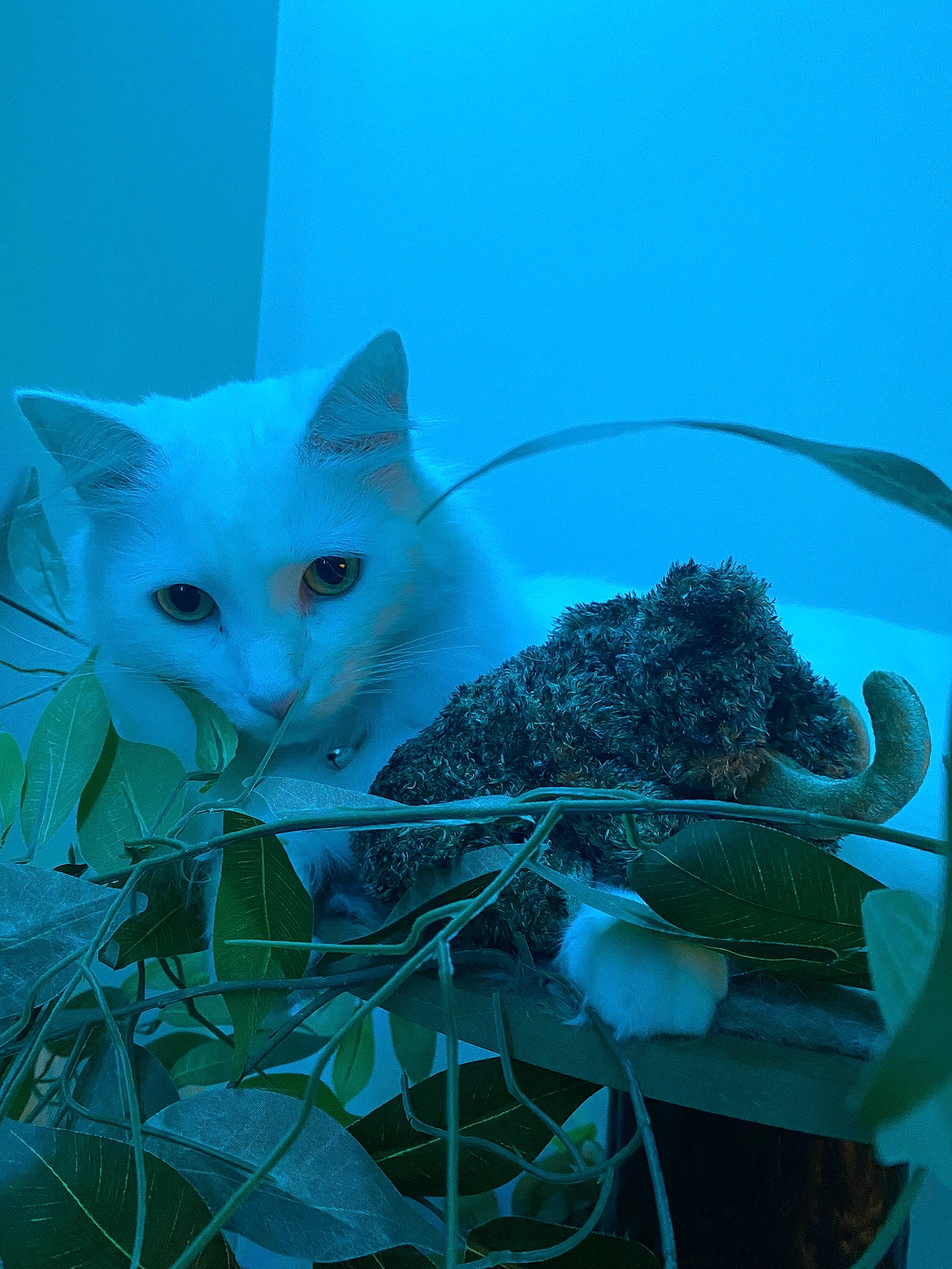 Sosa is registered to the contest to win money with this photo: art, azure, blue, carnivore, cat, domestic_short_haired_cat, electric_blue, felidae, flower, grass, mammal, organism, paint, pattern, petal, plant, small_to_medium_sized_cats, tail, vertebrate, whiskers