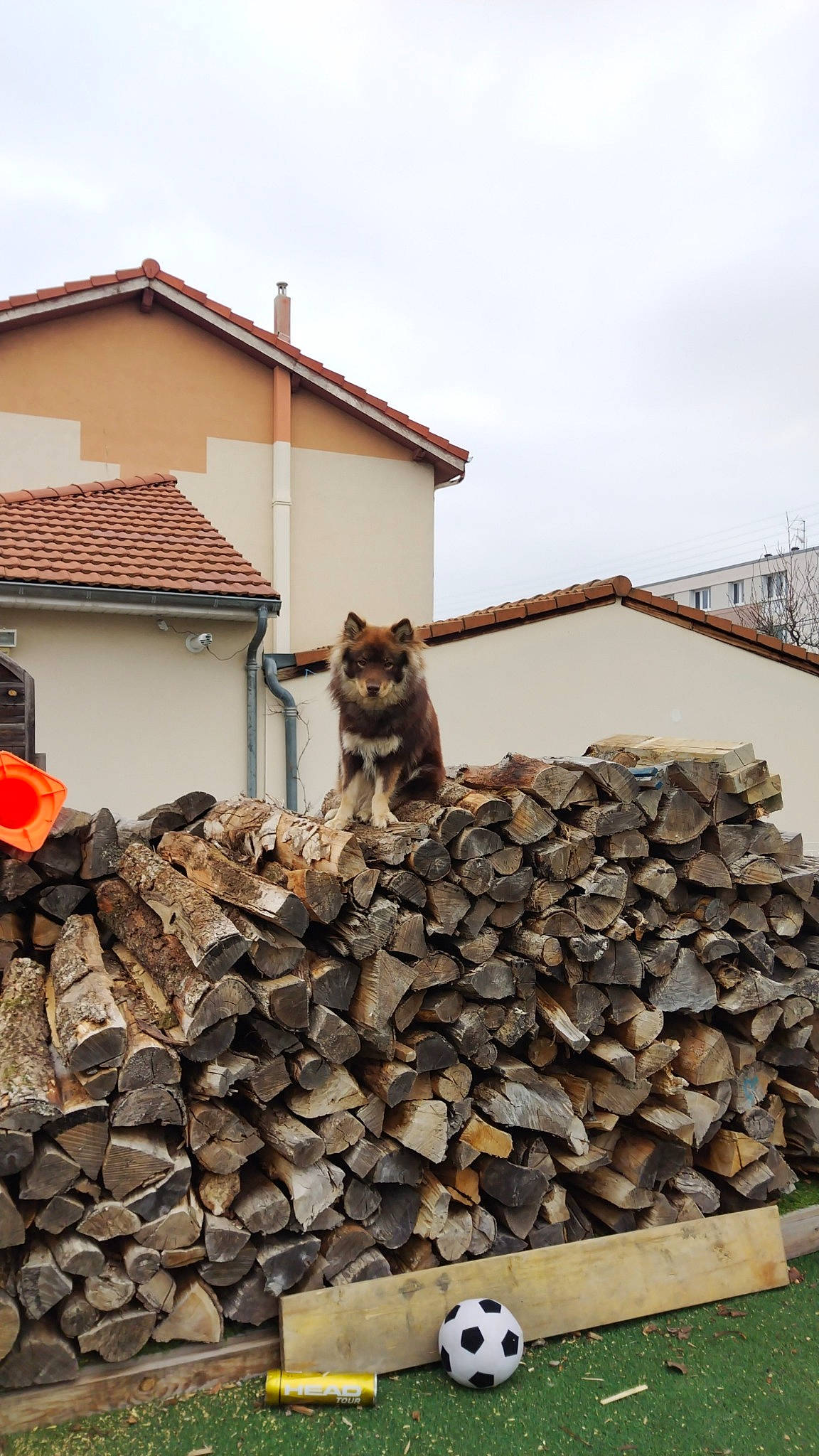 Tempo a rejoint le concours — aidez-le/la à gagner de superbes lots ! asphalt, brick, brickwork, building, cat, cobblestone, felidae, flooring, grass, house, landscape, lumber, rock, roof, sky, small_to_medium_sized_cats, stone_wall, wall, window, wood