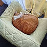Simba participe au concours pour gagner de l'argent avec cette photo : cat, sleeping, pet_bed, quilted, orange_cat, white_fur, curled_up, cozy, indoor, curtains, sheer_curtains, natural_light, relaxing, feline, floor_tiles, quiet, nap, domestic_animal, home, comfort