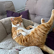 Simba a rejoint le concours — aidez-le/la à gagner de superbes lots ! cat, orange_cat, white_cat, pet, feline, fluffy_bed, couch, purple_pillow, indoor, relaxed, stretching, fur, animal, home, cozy, comfortable, resting, cute, domestic_cat, wall_decor