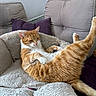 cat, orange_cat, white_cat, pet, feline, fluffy_bed, couch, purple_pillow, indoor, relaxed, stretching, fur, animal, home, cozy, comfortable, resting, cute, domestic_cat, wall_decor