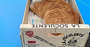 Simba a rejoint le concours — aidez-le/la à gagner de superbes lots ! cat, orange_cat, wooden_crate, ping_pong_table, blue_table, outdoor, pet, animal, feline, resting, relaxed, container, box, fur, domestic_cat, table, sport_equipment, daylight, quiet, cozy