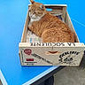 cat, orange_cat, wooden_crate, ping_pong_table, blue_table, outdoor, pet, animal, feline, resting, relaxed, container, box, fur, domestic_cat, table, sport_equipment, daylight, quiet, cozy
