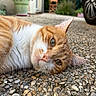 Simba participe au concours pour gagner de l'argent avec cette photo : cat, orange_cat, white_fur, lying_down, pebble_ground, close_up, outdoor, plant, flower_pot, wooden_chair, car_tire, blurred_background, relaxed, pet, feline, whiskers, green_eyes, daylight, nature, domestic_animal