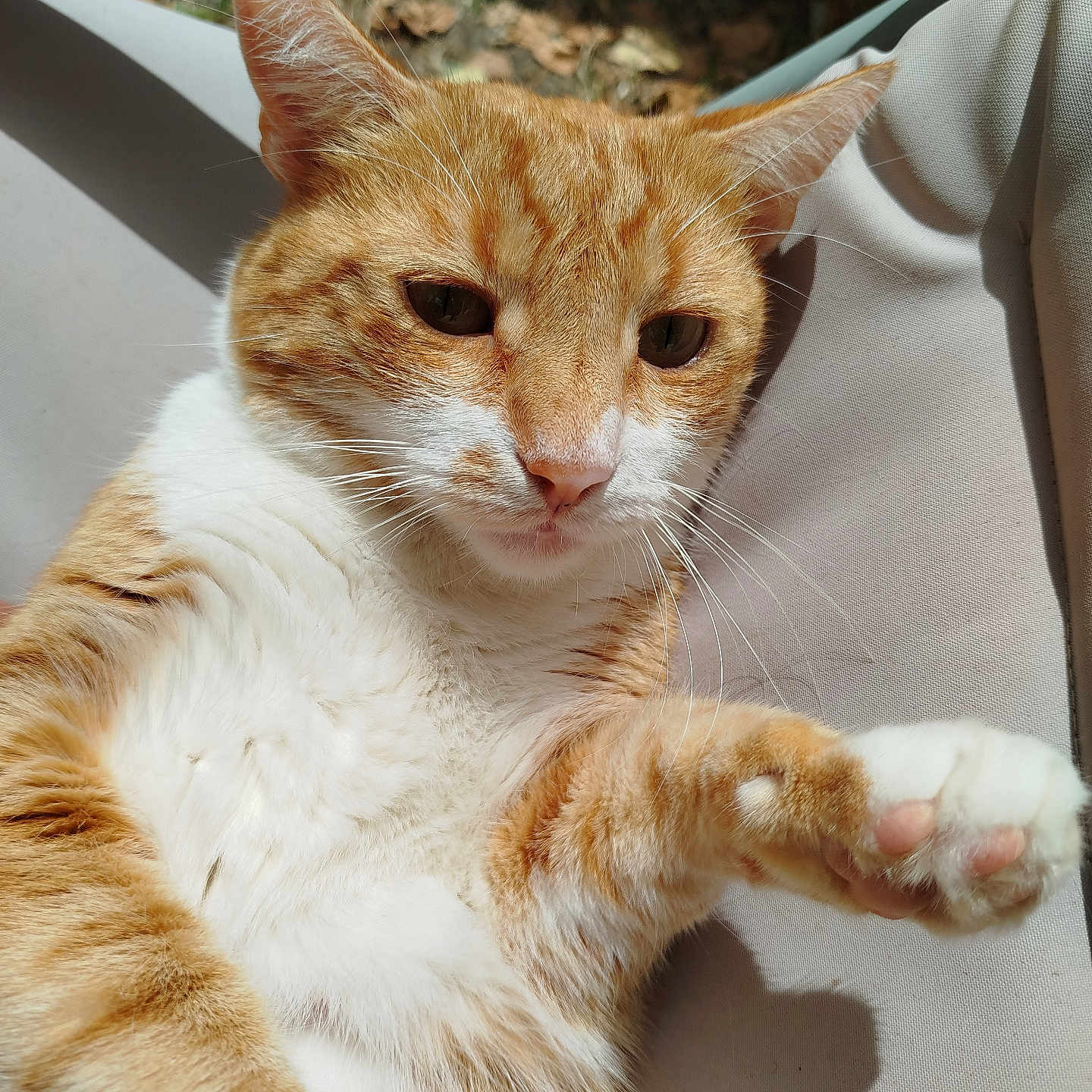 Simba