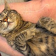 Lily joined the competition — help win amazing prizes! cat, tabby, pet, sleeping, relaxed, fur, whiskers, paws, legs, human, indoor, animal, cute, resting, closeup, adorable, feline, striped, cozy, content
