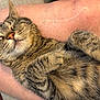 cat, tabby, pet, sleeping, relaxed, fur, whiskers, paws, legs, human, indoor, animal, cute, resting, closeup, adorable, feline, striped, cozy, content