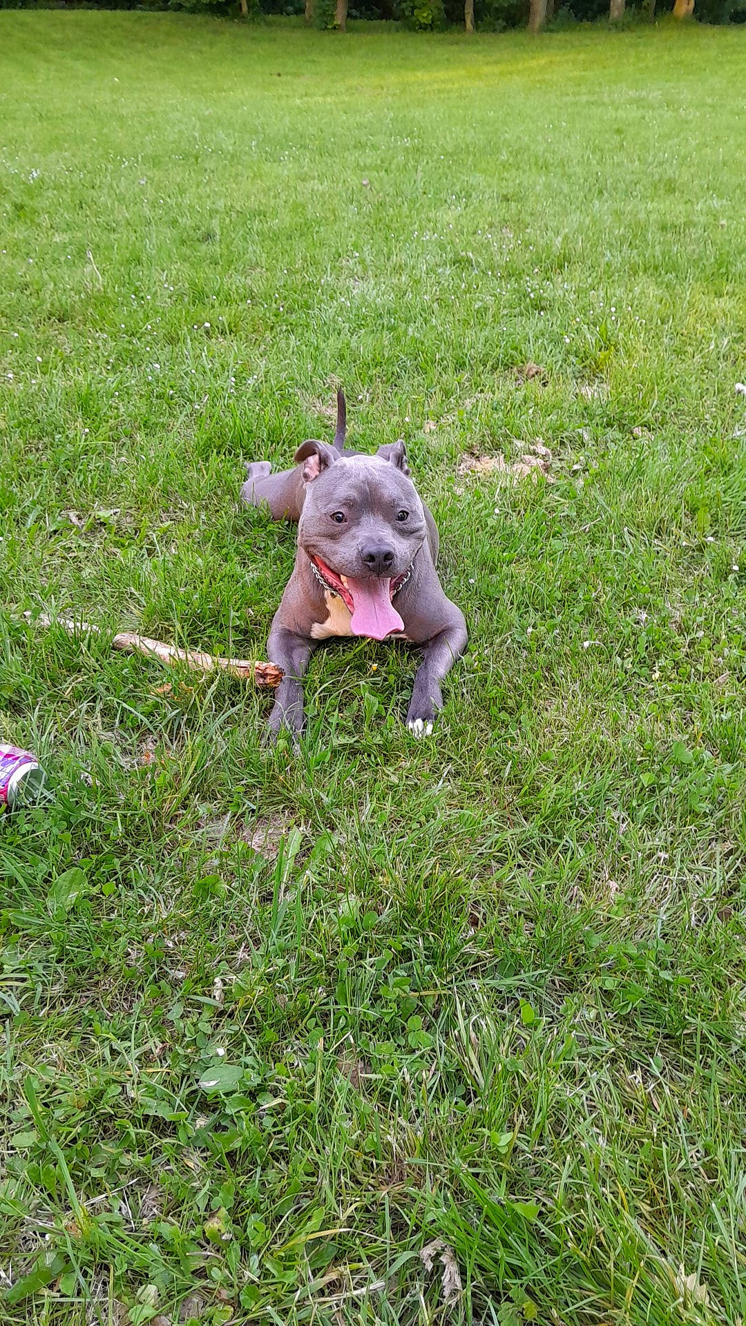 Taizen participe au concours pour gagner de l'argent avec cette photo : canidae, companion_dog, dog_breed, fawn, field, garden, grass, grassland, groundcover, meadow, pasture, people_in_nature, plant, prairie, sitting, snout, sporting_group, tail, terrestrial_animal, wildlife