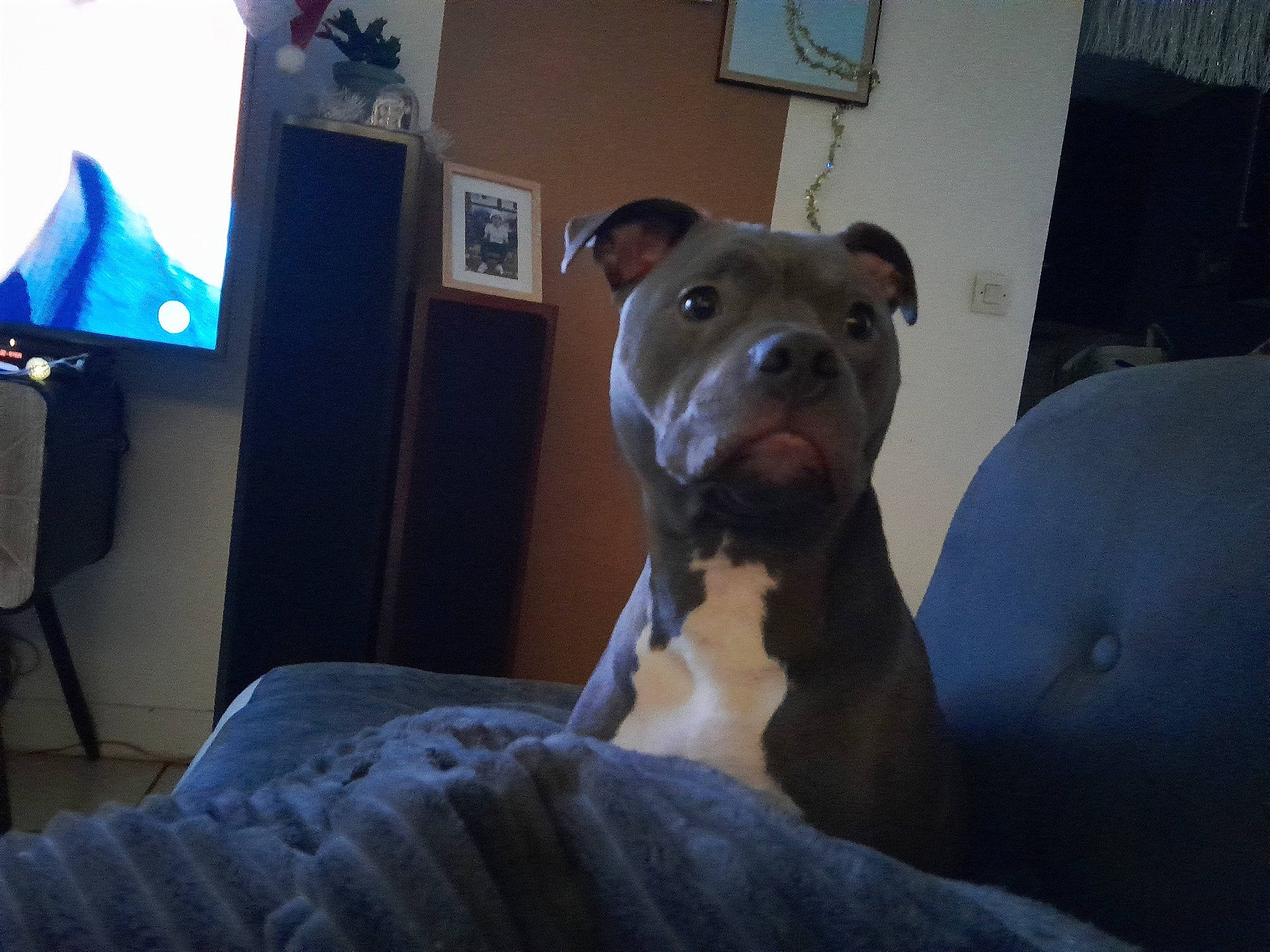 Taizen participe au concours pour gagner de l'argent avec cette photo : art, canidae, carnivore, comfort, companion_dog, couch, dog, dog_breed, fur, guard_dog, lamp, molosser, picture_frame, room, sporting_group, tail, terrestrial_animal, toy_dog, whiskers, working_animal