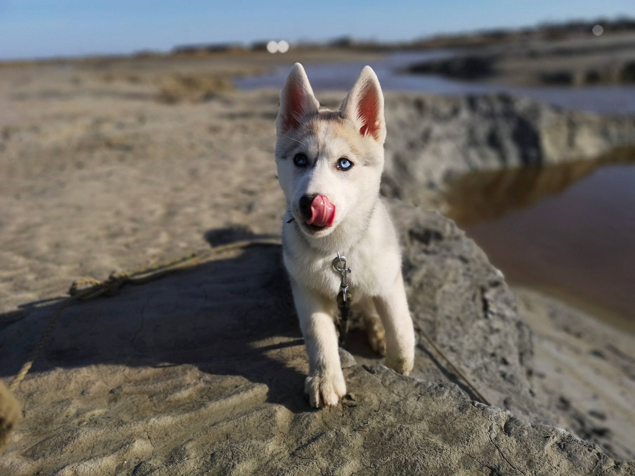 R'Mione a rejoint le concours — aidez-le/la à gagner de superbes lots ! canidae, canis, carnivore, dog, dog_breed, fawn, landscape, ocean, recreation, sand, sky, snout, soil, sporting_group, street_dog, water, wilderness, wildlife, working_animal, working_dog