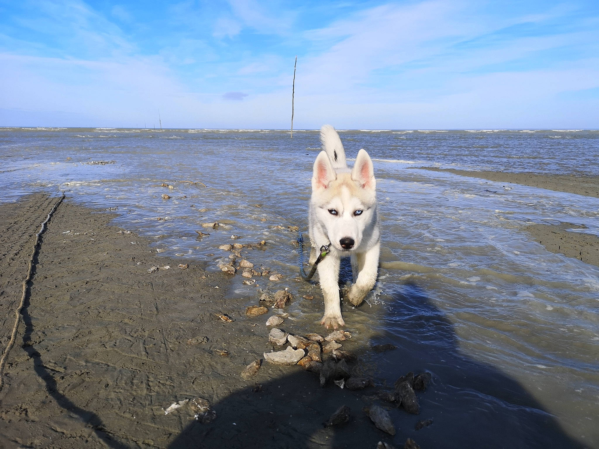 R'Mione a rejoint le concours — aidez-le/la à gagner de superbes lots ! beach, calm, carnivore, cloud, companion_dog, dog, dog_breed, fluid, horizon, lake, landscape, liquid, sand, sky, sporting_group, water, wave, wetland, wind_wave, winter