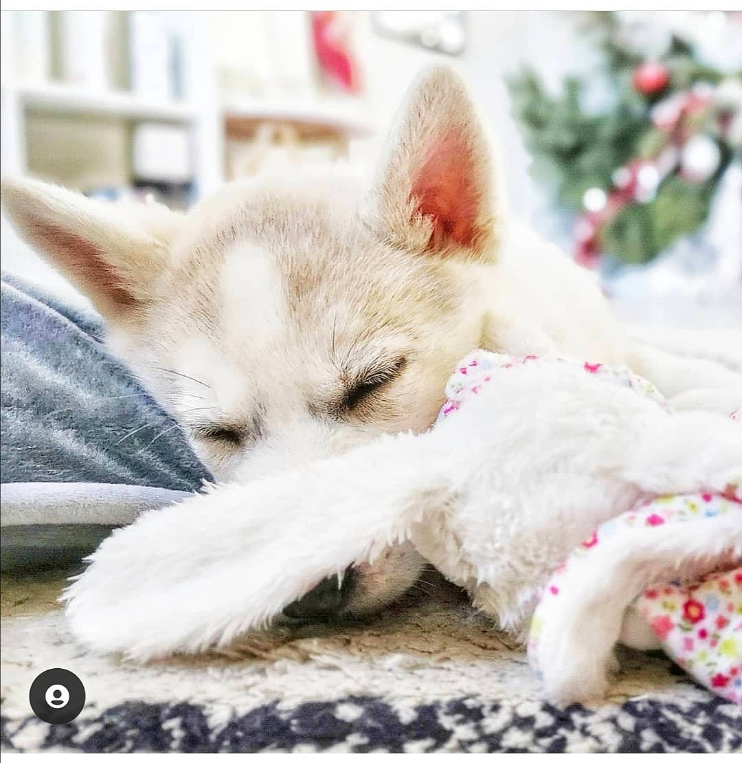 R'Mione participe au concours pour gagner de l'argent avec cette photo : canidae, carnivore, claw, comfort, companion_dog, dog, dog_breed, eye, fang, fawn, felidae, fur, linens, non_sporting_group, paw, snout, terrestrial_animal, whiskers, wildlife