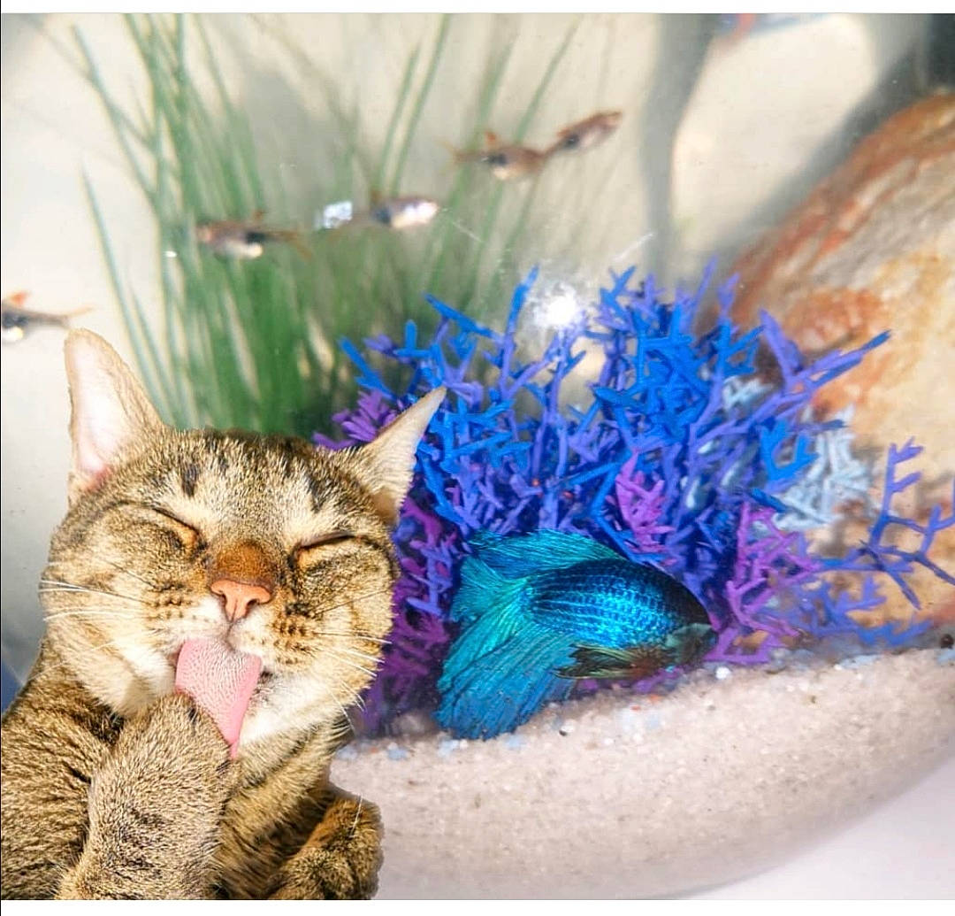 Marco participe au concours pour gagner de l'argent avec cette photo : carnivore, cat, domestic_short_haired_cat, electric_blue, fashion_accessory, feather, felidae, fur, grass, jewellery, magenta, ornament, petal, plant, purple, small_to_medium_sized_cats, tail, terrestrial_animal, toy, whiskers