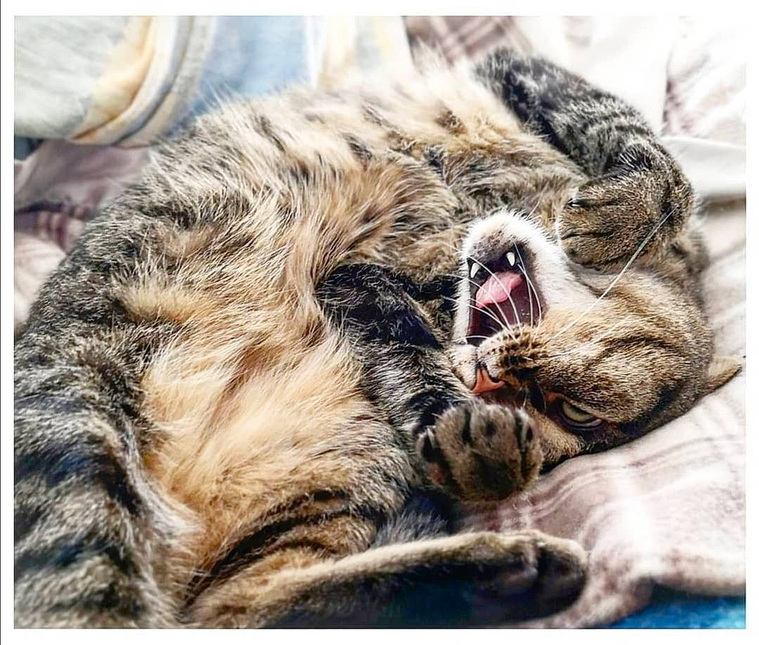 Marco participe au concours pour gagner de l'argent avec cette photo : bed, big_cats, carnivore, cat, claw, close_up, comfort, domestic_short_haired_cat, felidae, fur, nap, natural_material, paw, sleep, small_to_medium_sized_cats, snout, terrestrial_animal, whiskers, wildlife, yawn